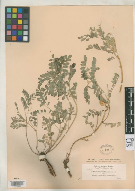 http://collections.mnh.si.edu/services/media.php?env=botany&irn=10103377
