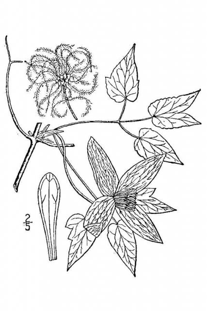 http://plants.usda.gov/java/largeImage?imageID=atam2_001_avd.tif