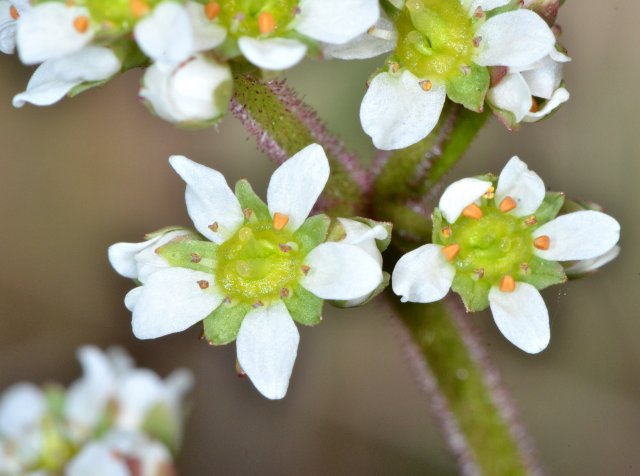 http://www.inaturalist.org/photos/83134