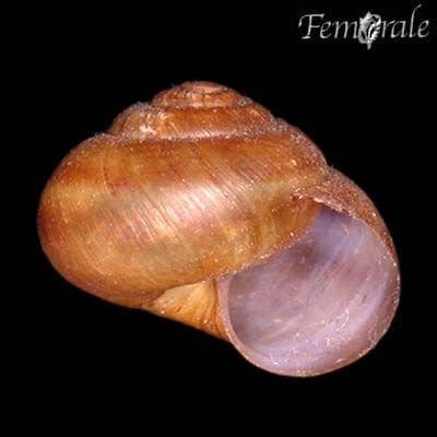 http://www.femorale.com/shellphotos/detail.asp?species=Anguispira%20kochi%20(Pfeiffer,%201845)