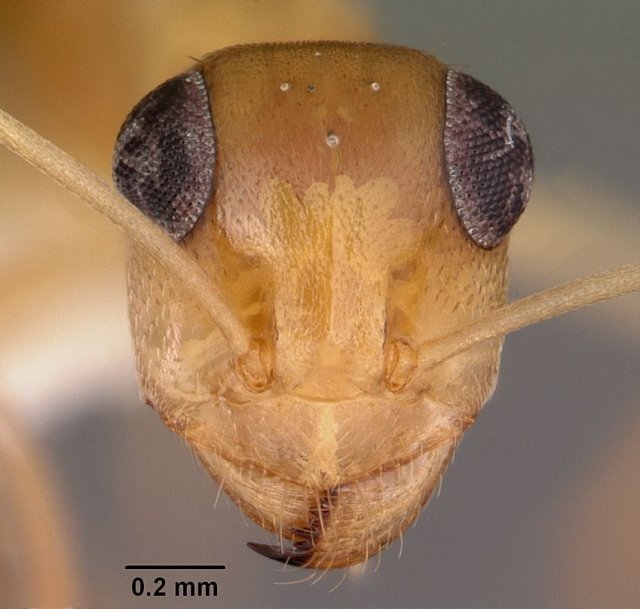 http://www.antweb.org/description.do?genus=myrmecocystus&name=pyramicus&rank=species
