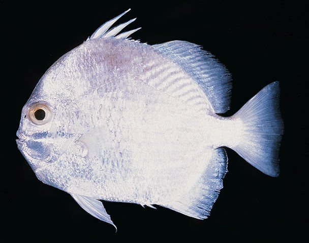http://www.fishbase.org/summary/SpeciesSummary.php?id=8243