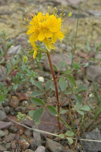 http://www.edulifedesks.org/files/edulifedesks/ifa_upload/c_platycarpa.jpg