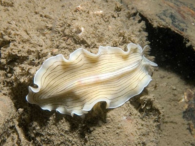http://www.habitas.org.uk/marinelife/species.asp?item=F1620