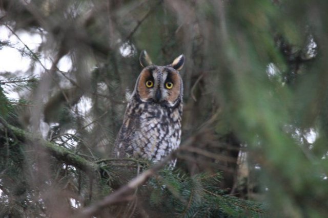 Long-eared Owl (Asio otus) | Idaho Fish and Game