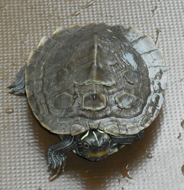 http://commons.wikimedia.org/wiki/File:Turtle_vdg.jpg