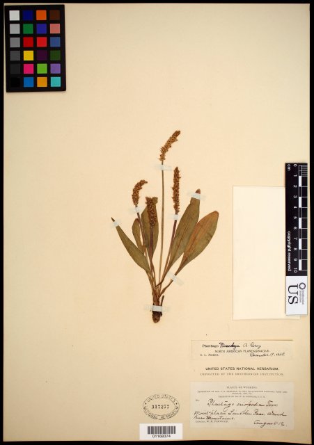 http://collections.mnh.si.edu/search/botany/?irn=10625919