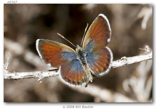 http://butterfliesofamerica.com/images/Theclinae/Polyommatinae/Brephidium_exilis_exilis/Brephidium_e_exilis__Kern_Audubon_3-VI-07___6.jpg