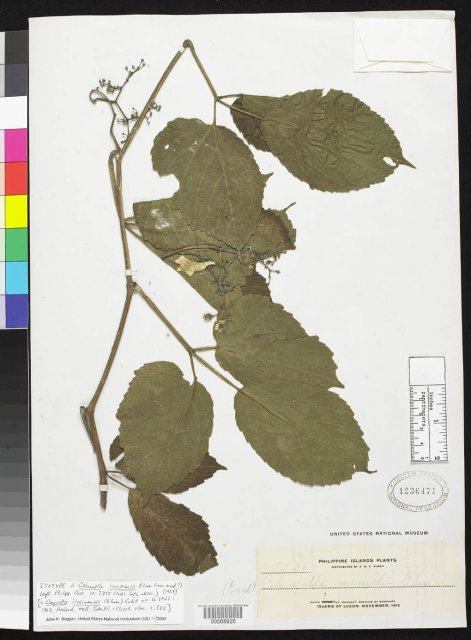 http://collections.mnh.si.edu/services/media.php?env=botany&irn=10133042
