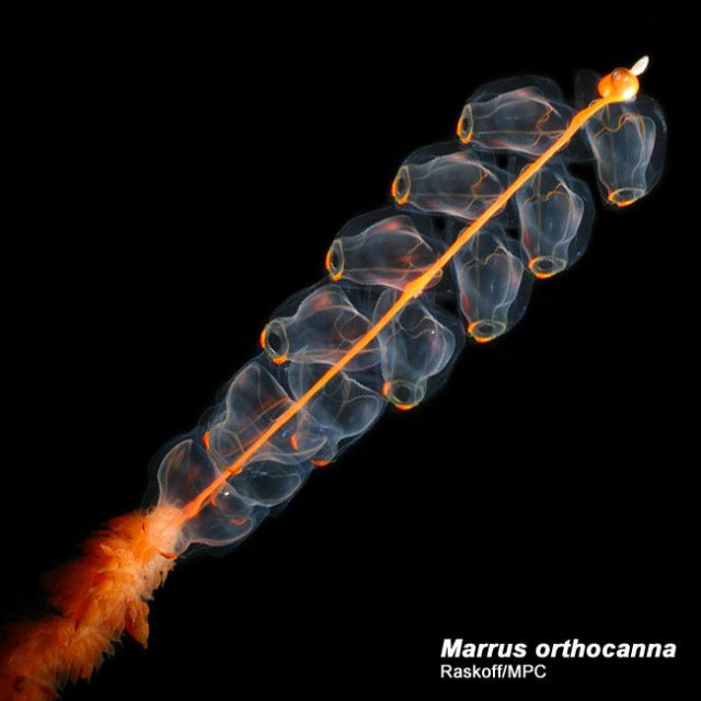 http://www.arcodiv.org/watercolumn/cnidarian/Marrus_orthocanna.html