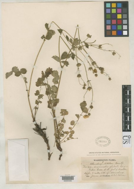 http://collections.mnh.si.edu/search/botany/?irn=2138448