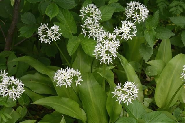 http://www.biopix.com/ramson-garlic-wild-garlic-allium-ursinum_photo-112063.aspx