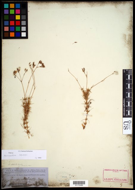 http://collections.mnh.si.edu/search/botany/?irn=10785927