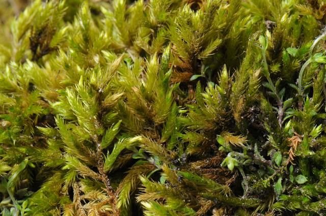 http://www.biopix.com/yellow-feather-moss-homalothecium-lutescens_photo-78255.aspx