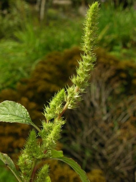 http://www.biopix.com/green-amaranth-amaranthus-hybridus_photo-37884.aspx