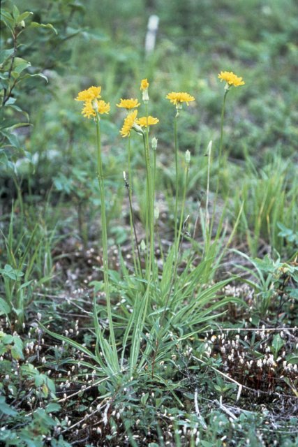 http://commons.wikimedia.org/wiki/File:Agoseris_glauca_WPC.jpg