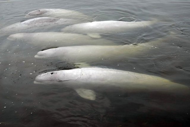 http://commons.wikimedia.org/wiki/File:Beluga_premier.gov.ru-6.jpeg