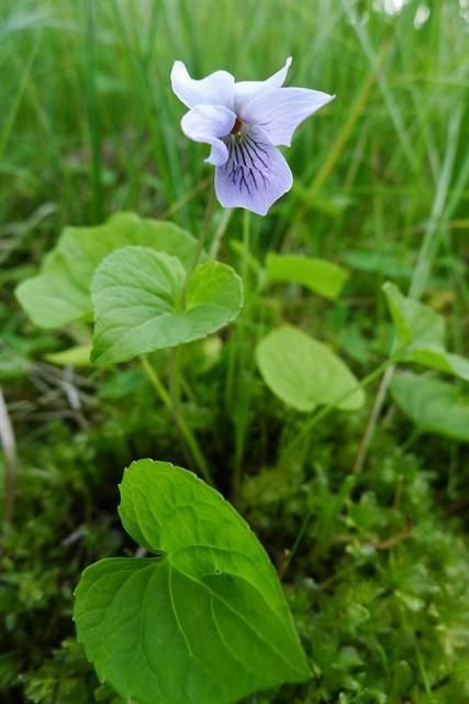 http://www.biopix.com/marsh-violet-viola-palustris_photo-100654.aspx