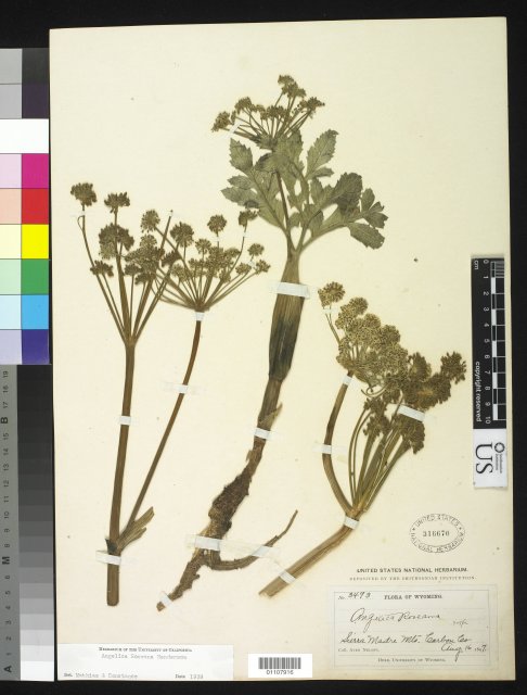 http://collections.mnh.si.edu/services/media.php?env=botany&irn=10254808