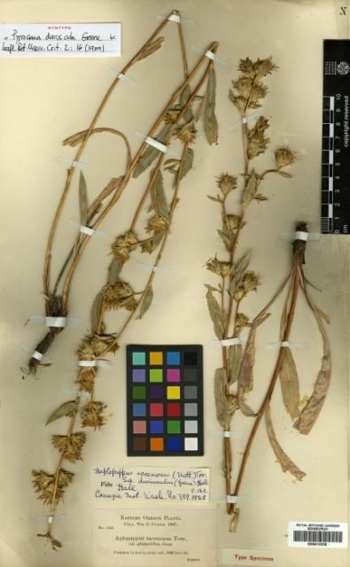 http://elmer.rbge.org.uk/bgbase/vherb/bgbasevherb.php?cfg=bgbase/vherb/bgbasevherb.cfg&specimens_barcode=E00413338