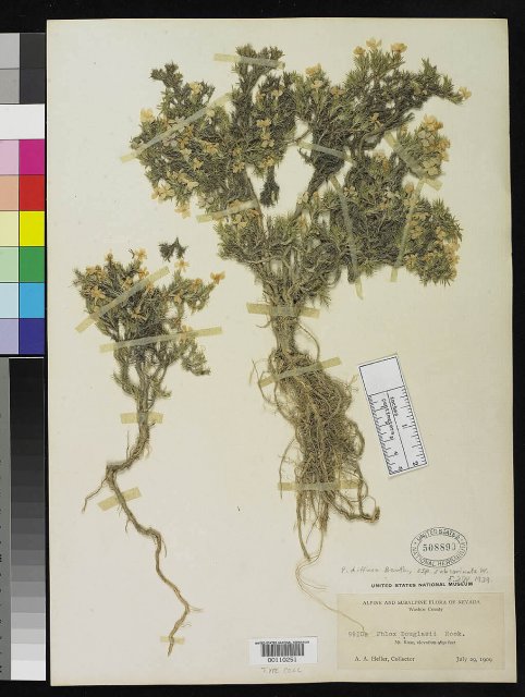 http://collections.mnh.si.edu/search/botany/?irn=2154200