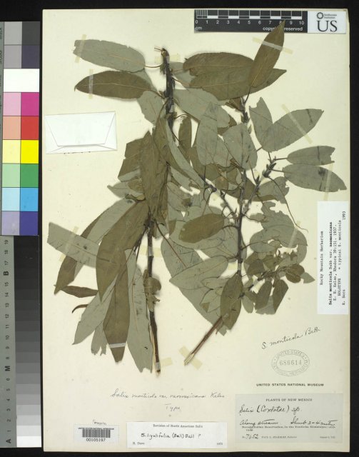 http://collections.mnh.si.edu/services/media.php?env=botany&irn=10050609