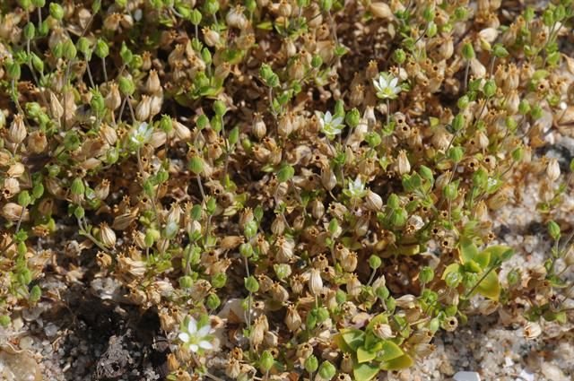 http://www.biopix.com/thyme-leaved-sandwort-arenaria-serpyllifolia-ssp-serpyllifolia_photo-70376.aspx