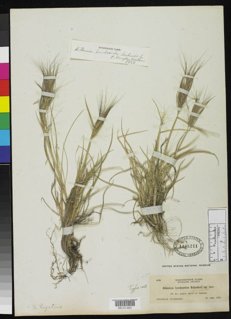 http://collections.mnh.si.edu/search/botany/?irn=2128583