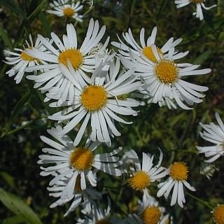 http://www.illinoiswildflowers.info/wetland/plants/false_aster.htm