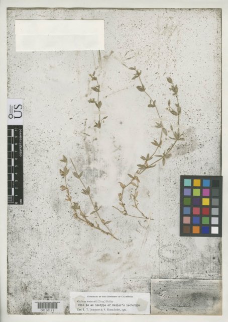 http://collections.mnh.si.edu/search/botany/?irn=2167982
