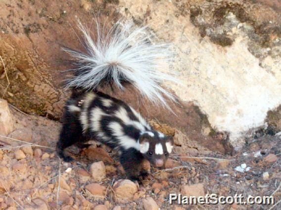 http://www.planetscott.com/speciesdetail/10856/western-spotted-skunk-(spilogale-gracilis)-