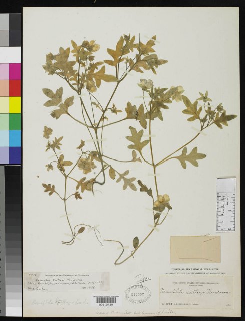http://collections.mnh.si.edu/search/botany/?irn=2133547