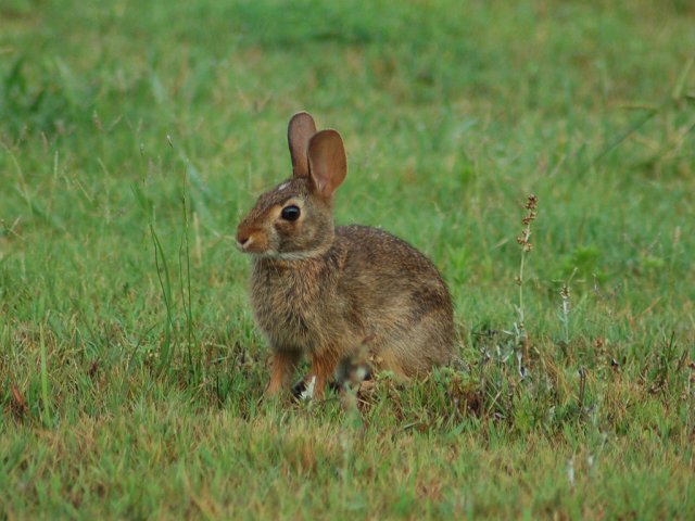 sylvilagus floridanus