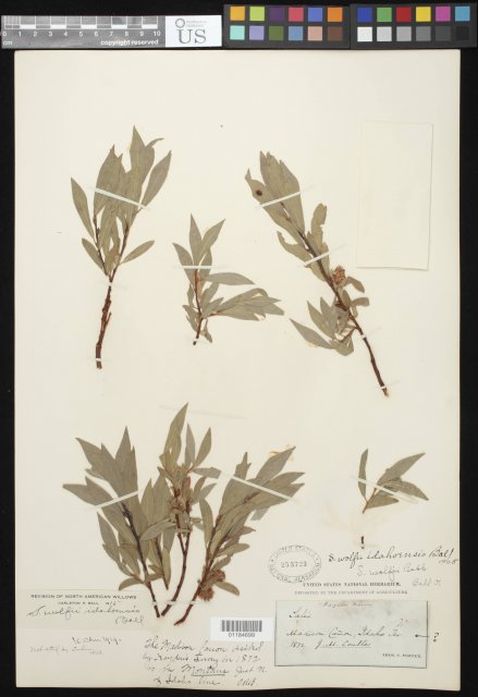 http://collections.mnh.si.edu/search/botany/?irn=10841522