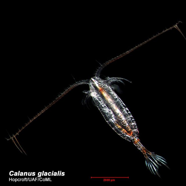 http://www.arcodiv.org/watercolumn/copepod/Calanus_glacialis.html