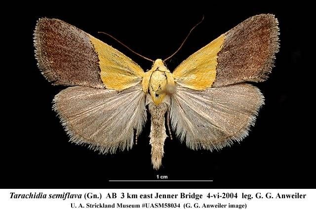 http://entomology.museums.ualberta.ca/searching_species_details.php?s=3697