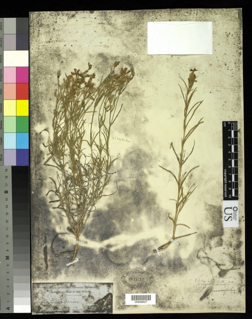 http://collections.mnh.si.edu/services/media.php?env=botany&irn=10215194