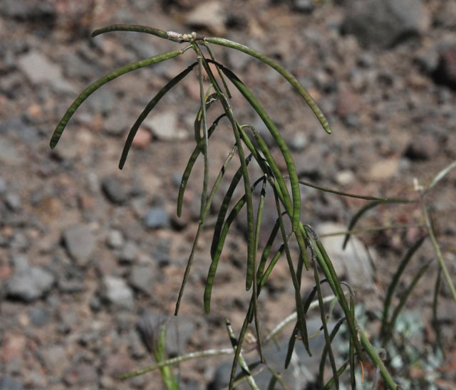 Lemmon's Rockcress (Arabis Lemmonii) | Idaho Fish And Game