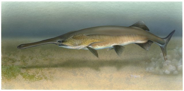 http://commons.wikimedia.org/wiki/File:Paddlefish_Polyodon_spathula.jpg