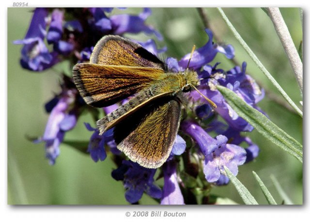 http://butterfliesofamerica.com/images/Hesperiidae/Hesperiinae/oarisma_g_garita/Oarisma_garita_Gr_Teton_NP2_WY_27-VI-03__274.jpg