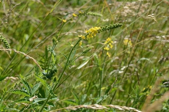 http://www.biopix.com/fragrant-agrimony-agrimonia-procera_photo-111510.aspx