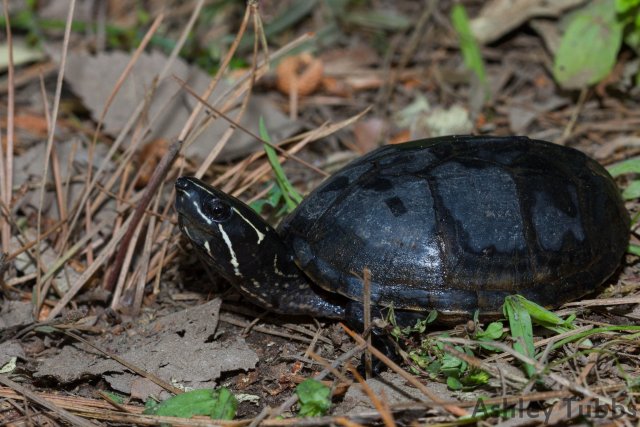 http://www.inaturalist.org/photos/1301467