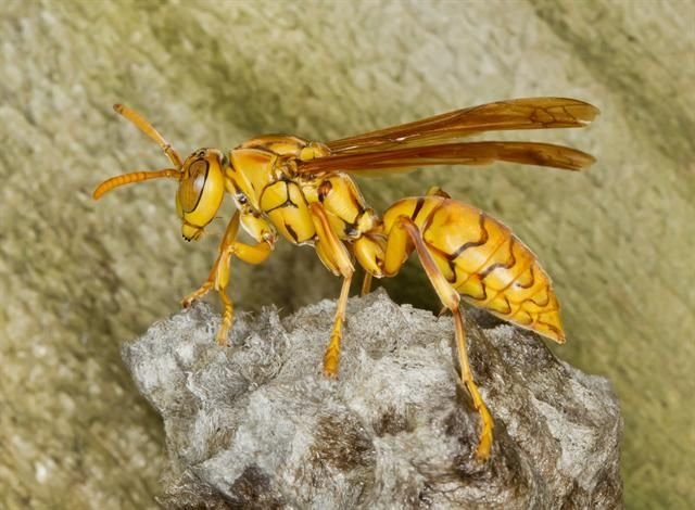 http://www.biopix.com/yellow-paper-wasp-polistes-olivaceus_photo-96926.aspx