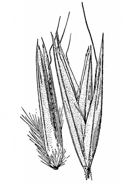 http://plants.usda.gov/java/largeImage?imageID=deco_001_avd.tif