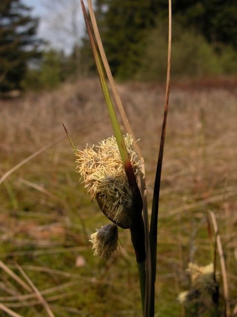 http://www.biopix.com/common-cottongrass-eriophorum-angustifolium-ssp-angustifolium_photo-11346.aspx