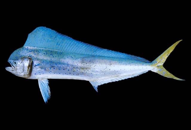 http://biogeodb.stri.si.edu/caribbean/en/thefishes/species/1239