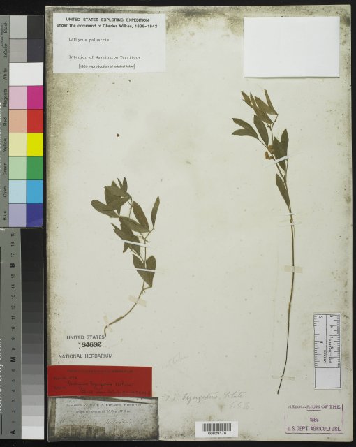 http://collections.mnh.si.edu/search/botany/?irn=10059716