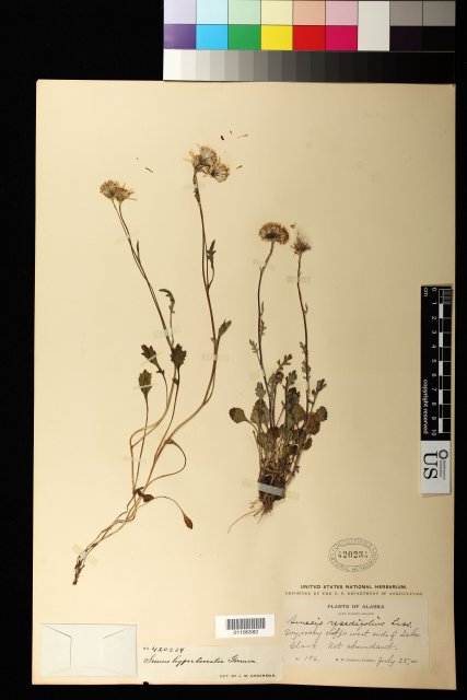 http://collections.mnh.si.edu/search/botany/?irn=10888914
