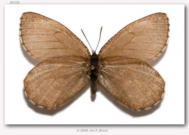 http://butterfliesofamerica.com/oeneis_melissa_beanii_specimens.htm