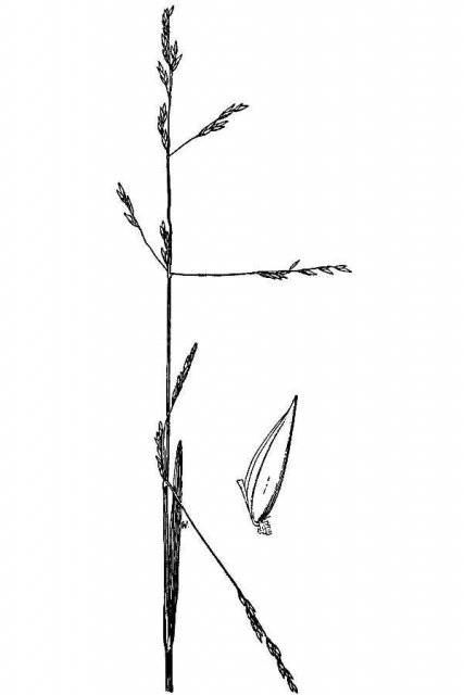 http://plants.usda.gov/java/largeImage?imageID=pobo_001_avd.tif